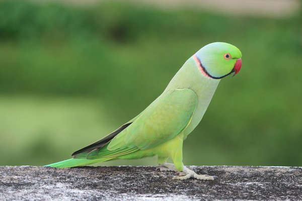 ¿Cómo crear un espacio seguro y acogedor para tu gato cuando tienes invitados en casa?